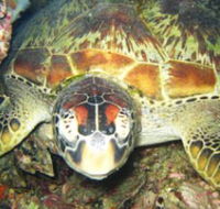 Adrenalin Snorkel and Dive - Accommodation Bookings