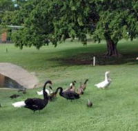 Anzac Park and Ululah Lagoon - Accommodation Bookings