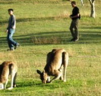 Araucaria Ecotours - Accommodation Bookings