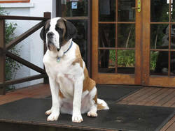 Mt Tamborine QLD Accommodation Bookings