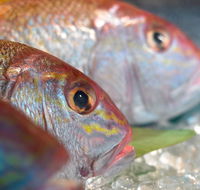 Coro Hotel - Lure Seafood Restaurant - Accommodation Bookings