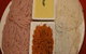 Shanti Indo-Lankan Restaurant - thumb 2