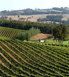 Brookhampton Estate Vineyard - Accommodation Bookings 1