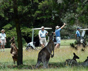 Glen Innes NSW Accommodation Bookings