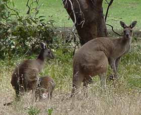 Capel Golf Club - Accommodation Bookings 2