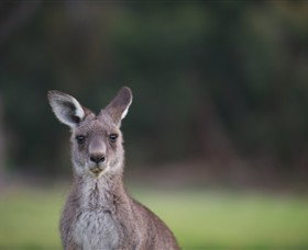Anglesea Golf Club - Accommodation Bookings 6