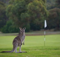 Anglesea Golf Club - Accommodation Bookings
