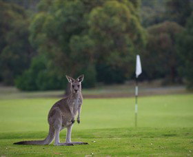 Anglesea Golf Club - Accommodation Bookings 0