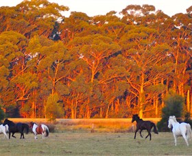 Horse Riding At Oaks Ranch And Country Club - Accommodation Bookings 1