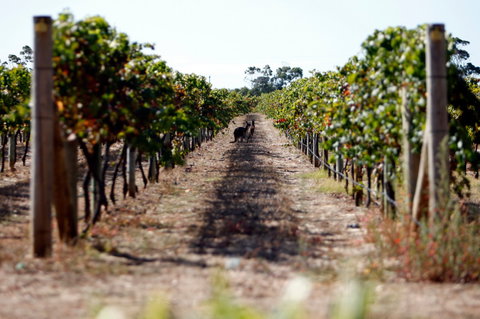 Evans & Tate - Accommodation Bookings 2