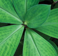 Limberlost Nursery  Garden Centre - Accommodation Bookings