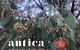 Antica Australis - Winter Fire Festival - thumb 0