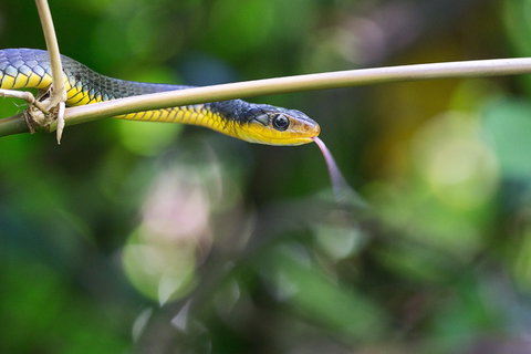 Be Welcomed By Wildlife At The Australian Wildlife Sanctuary - Accommodation Bookings 0