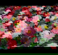 Camellia's Australia National Camellia Show - Accommodation Bookings