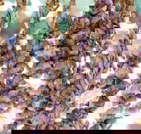 Meeniyan Garlic Festival - Accommodation Bookings