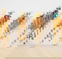 The Quirindi Camel Cup - Accommodation Bookings