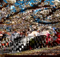 Young Cherry Blossom Long Lazy Lunch - Accommodation Bookings