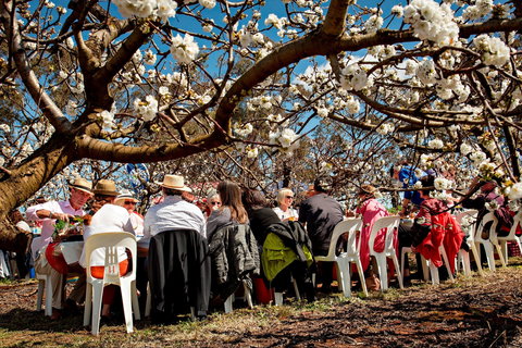 Young Cherry Blossom Long Lazy Lunch - Accommodation Bookings 0