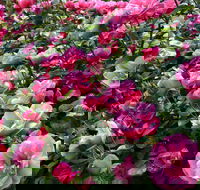 2020 Woolmers Estate Festival of Roses - Accommodation Bookings