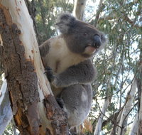 Annual Koala Count - Accommodation Bookings