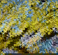 Australian Wattle Day  the Old Bus Depot Markets - Accommodation Bookings