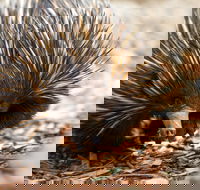 Aussie Wildlife Course - October Condensed Weekend Course - Accommodation Bookings