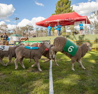 Caragabal Sheep Races - Accommodation Bookings