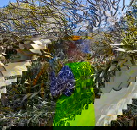 Conservation Volunteers Australia Townsville - Beach Scrub Conservation - Accommodation Bookings