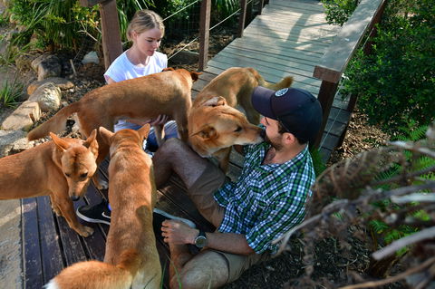 Dingo Den Discovery Experience - Accommodation Bookings 1