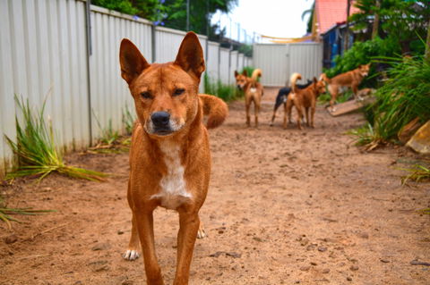 Dingo Den Discovery Experience - Accommodation Bookings 2