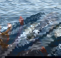 Eden Whale Festival - Accommodation Bookings