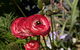 Garden Expo Benalla - thumb 0