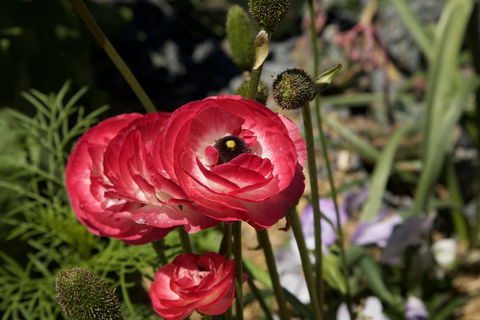 Garden Expo Benalla - Accommodation Bookings 0