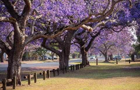 Grafton Jacaranda Festival - Accommodation Bookings 2