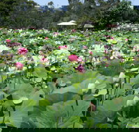 Lotus Flower Season - Accommodation Bookings