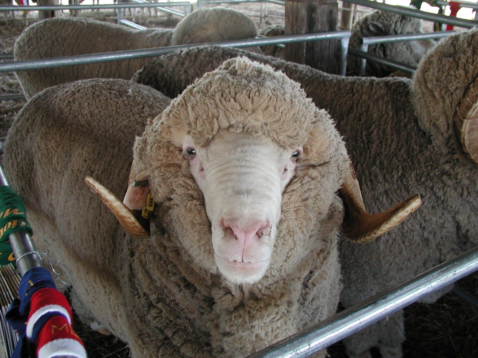 Mollyan ACT Accommodation Bookings