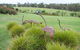 Millthorpe Garden Ramble - thumb 2