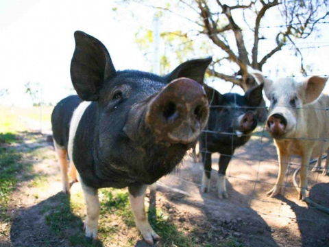 Mudgee Farm Walks - Accommodation Bookings 0