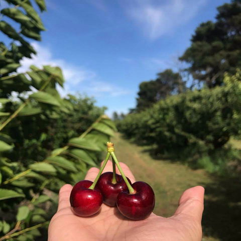 National Cherry Festival - Accommodation Bookings 0