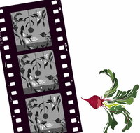 Oseanica Film Project - Accommodation Bookings