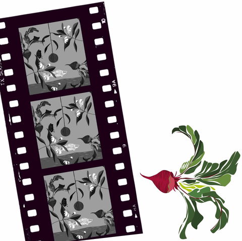 Oseanica Film Project - Accommodation Bookings 0