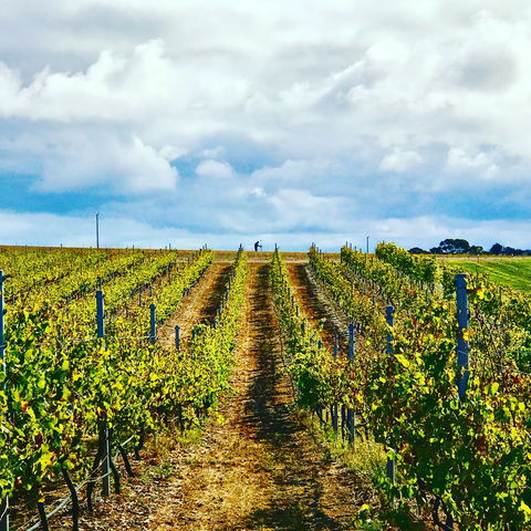 Peter Teakle Wines - Accommodation Bookings 1