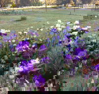 Riverina Iris Farm Open Garden and Iris Display - Accommodation Bookings