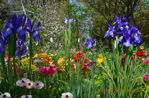 Riverina Iris Farm Open Garden And Iris Display - Accommodation Bookings 1