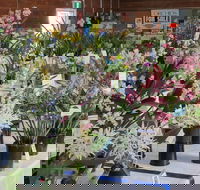 Sapphire Coast Orchid Club Spring Orchid Show - Accommodation Bookings