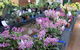 Sapphire Coast Orchid Club Spring Orchid Show - thumb 1