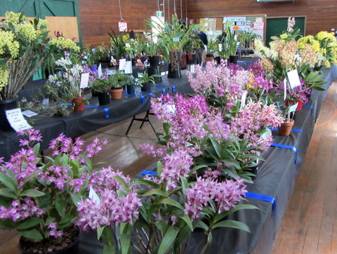 Sapphire Coast Orchid Club Spring Orchid Show - Accommodation Bookings 1