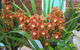 Sapphire Coast Orchid Club Spring Orchid Show - thumb 2