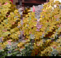 Sapphire Coast Orchid Club Winter Orchid Show - Accommodation Bookings