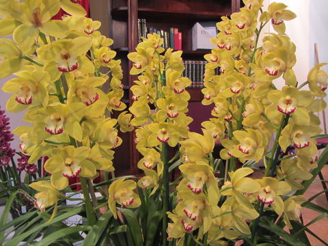 Sapphire Coast Orchid Club Winter Orchid Show - Accommodation Bookings 0